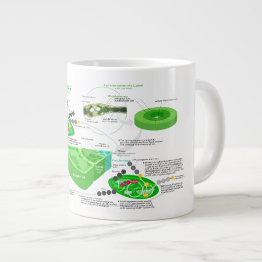 C4 Fotosynthesediagram Grote Koffiekop (Voorkant rechts)