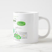 C4 Fotosynthesediagram Grote Koffiekop (Rechts)