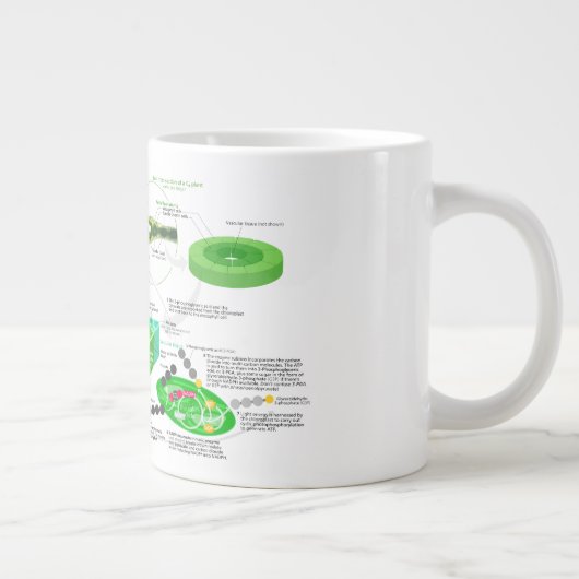 C4 Fotosynthesediagram Grote Koffiekop (Rechts)