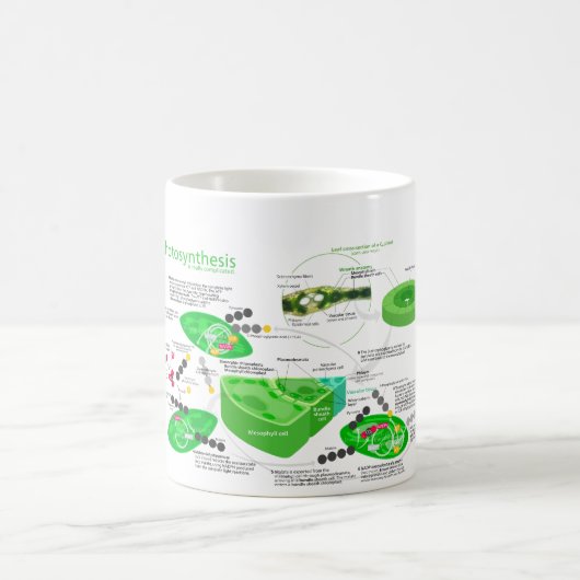 C4 Fotosynthesediagram Koffiemok (Center)