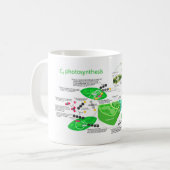 C4 Fotosynthesediagram Leaf Plant Koffiemok (Voorkant links)