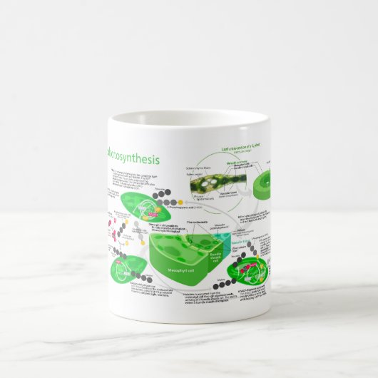 C4 Fotosynthesediagram Leaf Plant Koffiemok (Center)