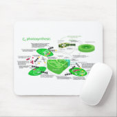 C4 Fotosynthesediagram Leaf Plant Muismat (Met muis)