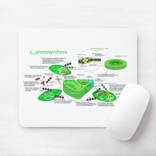 C4 Fotosynthesediagram Leaf Plant Muismat (Met muis)