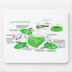 C4 Fotosynthesediagram Leaf Plant Muismat
