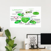 C4 Fotosynthesediagram Leaf Plant Poster (Thuiskantoor)
