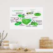 C4 Fotosynthesediagram Leaf Plant Poster (Keuken)