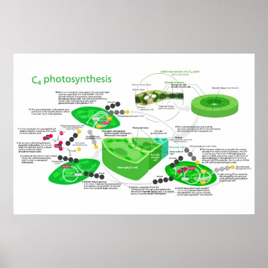 C4 Fotosynthesediagram Leaf Plant Poster (Voorkant)