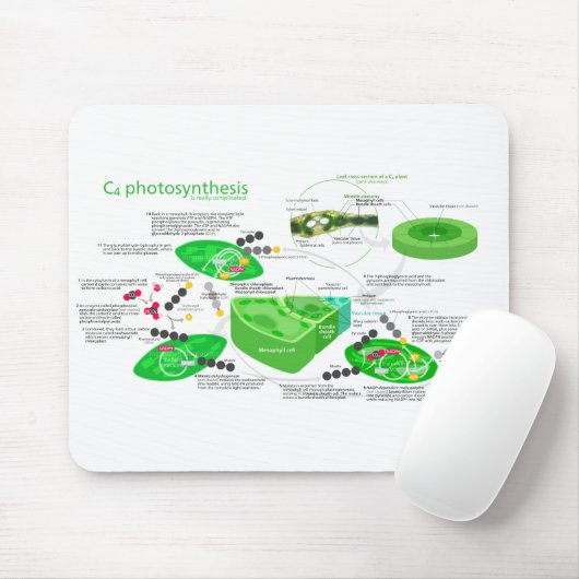C4 Fotosynthesediagram Muismat (Met muis)