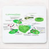 C4 Fotosynthesediagram Muismat (Voorkant)