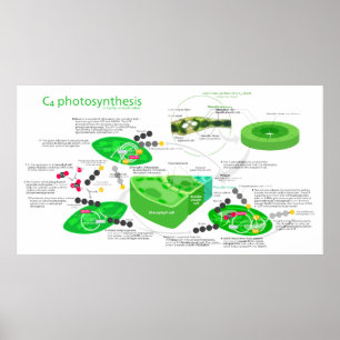 C4 Fotosynthesediagram Poster