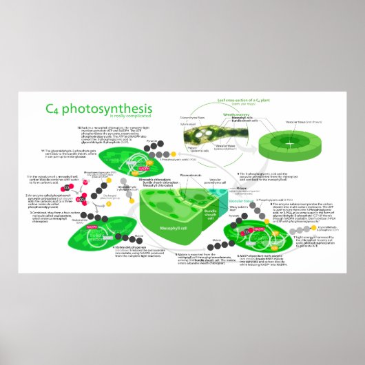 C4 Fotosynthesediagram Poster (Voorkant)