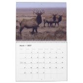 C9 Grote Stierelandkalender Kalender (Mar 2027)