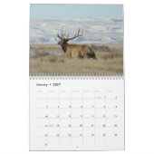 C9 Grote Stierelandkalender Kalender (Jan 2027)