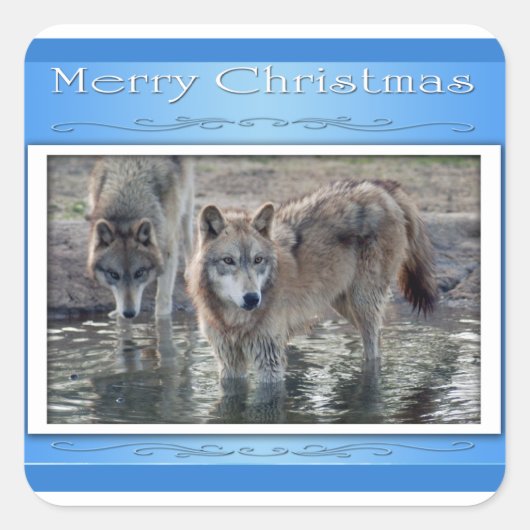 C-2011-Grijs-Wolf-006 Vierkante Sticker (Voorkant)