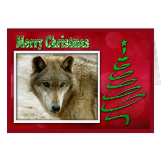 c-2011-grijze wolf-048