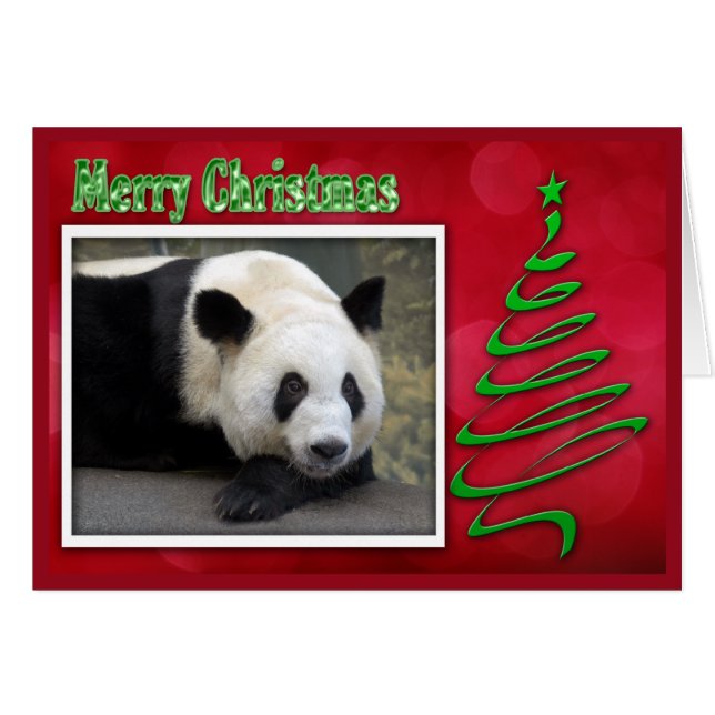 c-2011-panda-0059 (Voorkant Horizontaal)