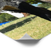 C-47 Skytrain in Texas Poster (Hoek)