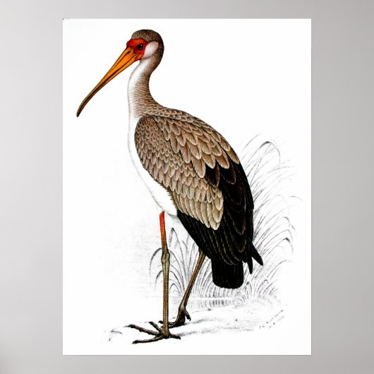 C G Finch-Davies Yellow Billing Stork Poster (Voorkant)