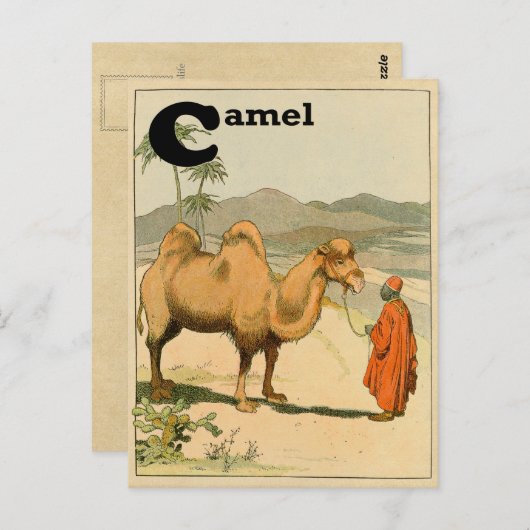 C is voor Camel - Alphabet Animal Briefkaart (Voorkant / Achterkant)