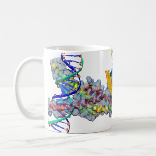 c-Myc en Notch binding DNA Koffiemok (Links)