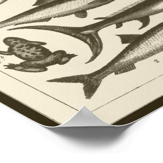 C R I T T E R S POSTER (Hoek)