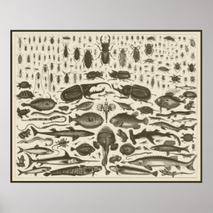 C R I T T E R S POSTER