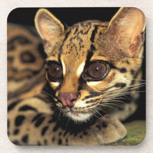CA, Centraal Panama, Soberania NP, Margay 2 Drankjes Onderzetter