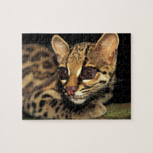 CA, Centraal Panama, Soberania NP, Margay 2 Legpuzzel