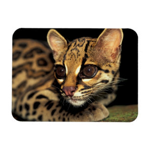 CA, Centraal Panama, Soberania NP, Margay 2 Magneet