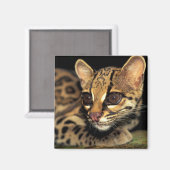 CA, Centraal Panama, Soberania NP, Margay 2 Magneet (Voorkant / Achterkant)