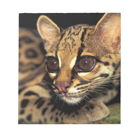 CA, Centraal Panama, Soberania NP, Margay 2 Notitieblok (Voorkant)