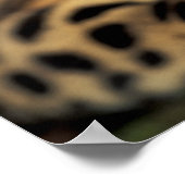 CA, Centraal Panama, Soberania NP, Margay 2 Poster (Hoek)