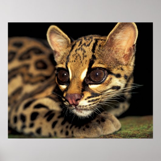 CA, Centraal Panama, Soberania NP, Margay 2 Poster (Voorkant)