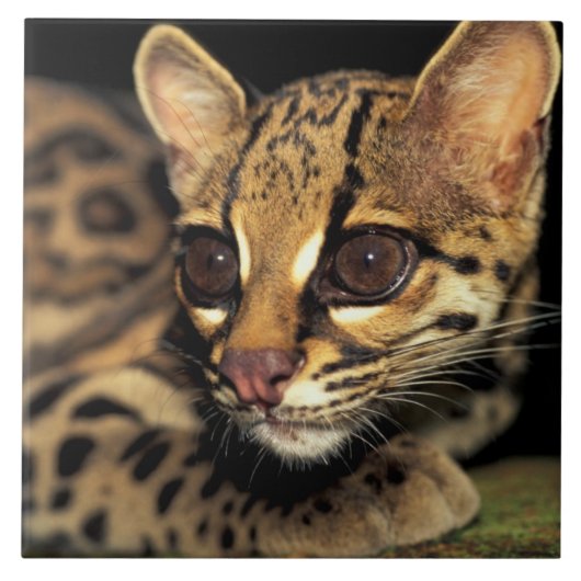 CA, Centraal Panama, Soberania NP, Margay 2 Tegeltje (Voorkant)
