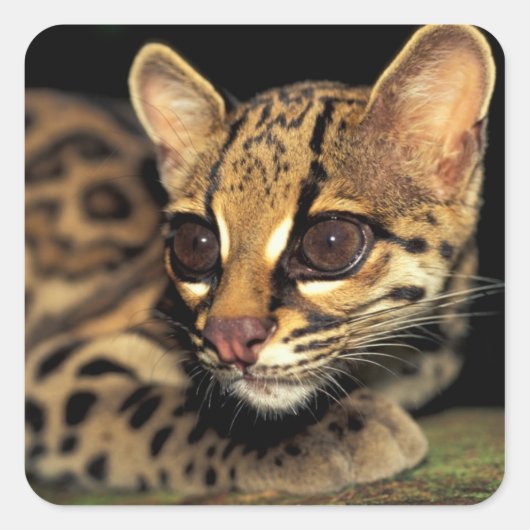CA, Centraal Panama, Soberania NP, Margay 2 Vierkante Sticker (Voorkant)