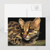 CA, Central Panama, Soberania NP, Margay 2 Briefkaart (Voorkant / Achterkant)