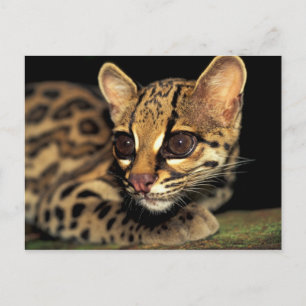 CA, Central Panama, Soberania NP, Margay 2 Briefkaart
