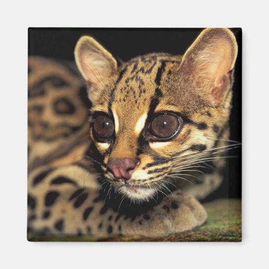 CA, Central Panama, Soberania NP, Margay 2 Magneet (Voorkant)