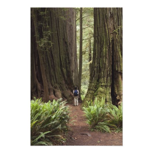 CA, Jedediah Smith Redwood State Park Foto Afdruk (Voorkant)