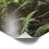 CA, Jedediah Smith Redwood State Park Foto Afdruk (Hoek)