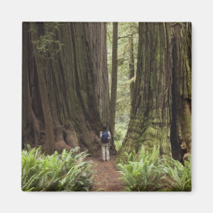 CA, Jedediah Smith Redwood State Park Magneet