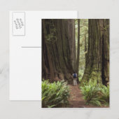 CA, Jedediah Smith Redwoods State Park, Briefkaart (Voorkant / Achterkant)