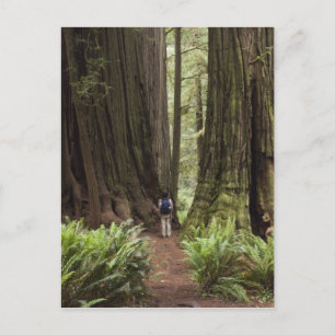CA, Jedediah Smith Redwoods State Park, Briefkaart