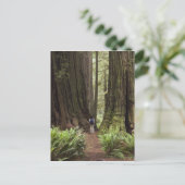 CA, Jedediah Smith Redwoods State Park, Briefkaart (Staand voorkant)