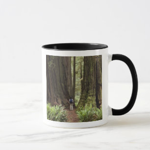CA, Jedediah Smith Redwoods State Park, Mok