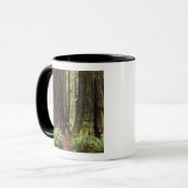 CA, Jedediah Smith Redwoods State Park, Mok (Voorkant links)