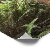 CA, Jedediah Smith Redwoods State Park, Poster (Hoek)