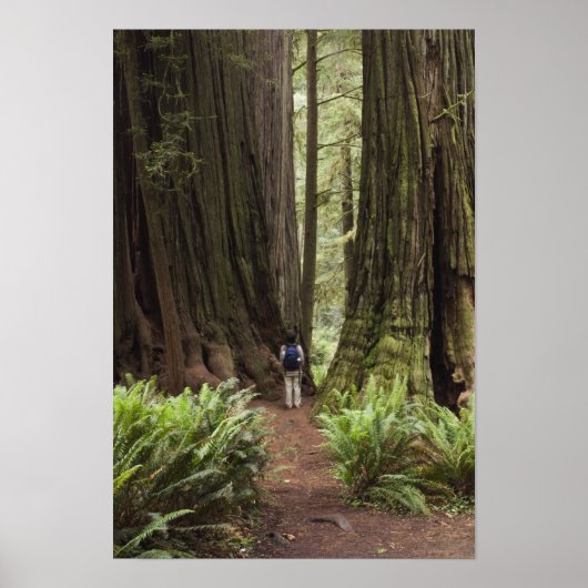 CA, Jedediah Smith Redwoods State Park, Poster (Voorkant)