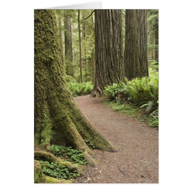 CA, Jedediah Smith State Park, Simpson-Reed (Voorkant)